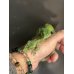 画像1: アブロニア  グラミニア雄 (1)