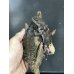 画像1: ユカタントゲオイグアナ雌 (1)