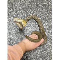 ヨナグニシュウダ