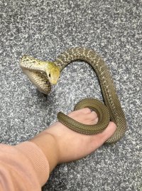 ヨナグニシュウダ