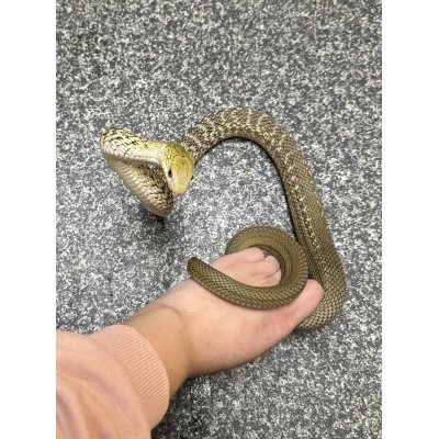 画像1: ヨナグニシュウダ