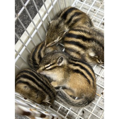 画像3: シマリス ベビー雄雌