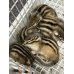 画像3: シマリス ベビー雄雌 (3)