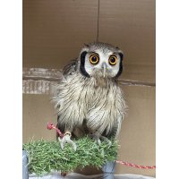 アフリカオオコノハズク