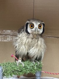 アフリカオオコノハズク