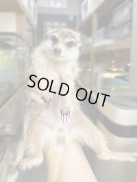 ミーアキャット 雄