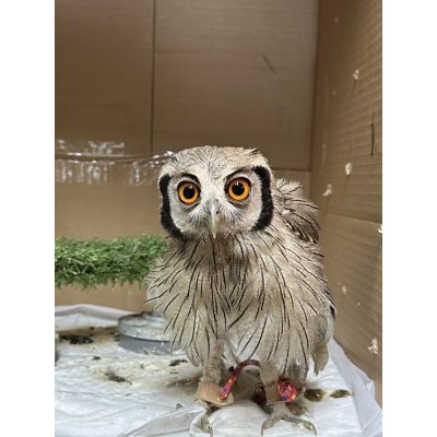 画像3: アフリカオオコノハズク