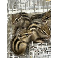 シマリス ベビー雄雌