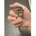 画像2: シマリス ベビー雄雌 (2)
