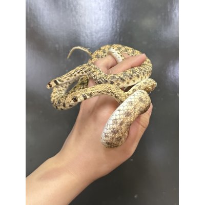 画像2: モイラヘビ