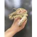 画像2: モイラヘビ (2)
