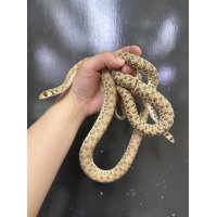 モイラヘビ