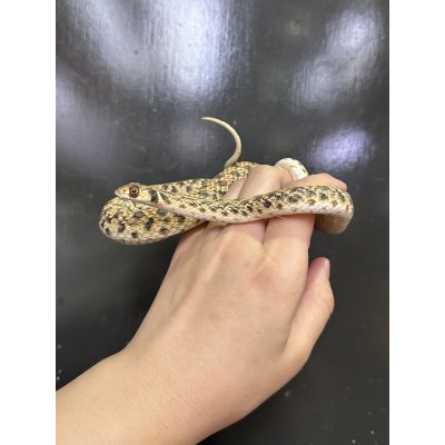 画像4: モイラヘビ