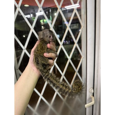 画像3: コモンマーモセット 雌 2/19生まれ