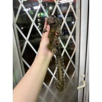 コモンマーモセット 雌 2/19生まれ