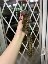 コモンマーモセット 雌 2/19生まれ