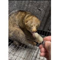 ポト 雌 2024/10/29生まれ