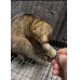 画像1: ポト 雌 2024/10/29生まれ (1)