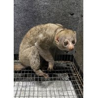 ポト 雄 2024/6/8生まれ