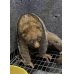 画像2: ポト 雌 2024/10/29生まれ (2)