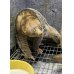 画像3: ポト 雌 2024/10/29生まれ (3)