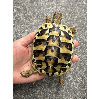 画像1: ヒガシヘルマンリクガメ　2024EUCB