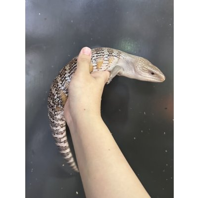 画像3: キタアオジタトカゲ ハイポ