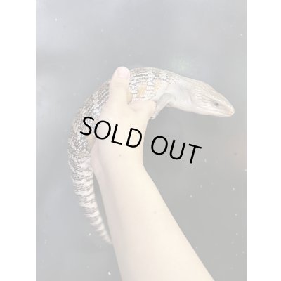 画像3: キタアオジタトカゲ ハイポ