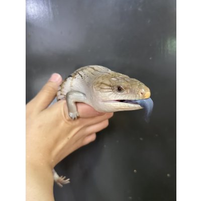 画像2: キタアオジタトカゲ ハイポ
