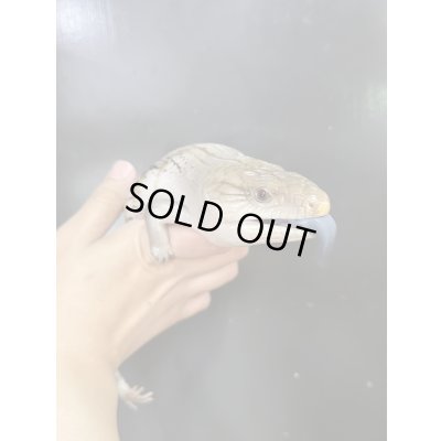 画像2: キタアオジタトカゲ ハイポ