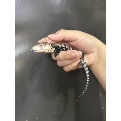 画像3: ハルマヘラアオジタトカゲ