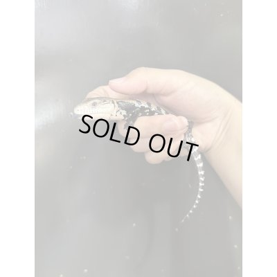 画像3: ハルマヘラアオジタトカゲ