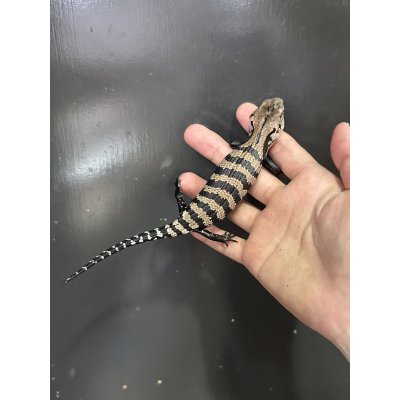 画像4: ハルマヘラアオジタトカゲ