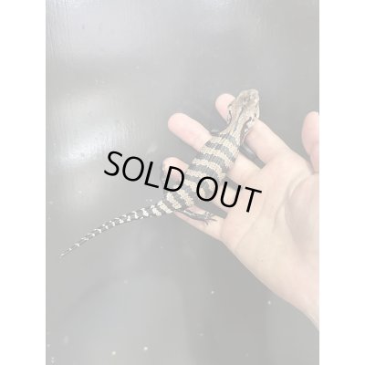 画像4: ハルマヘラアオジタトカゲ