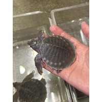 スッポンモドキ