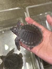 スッポンモドキ