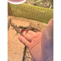 ヒナタヨロイトカゲ