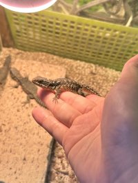 ヒナタヨロイトカゲ