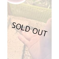 ヒナタヨロイトカゲ