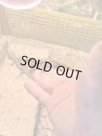 ヒナタヨロイトカゲ