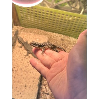 画像1: ヒナタヨロイトカゲ