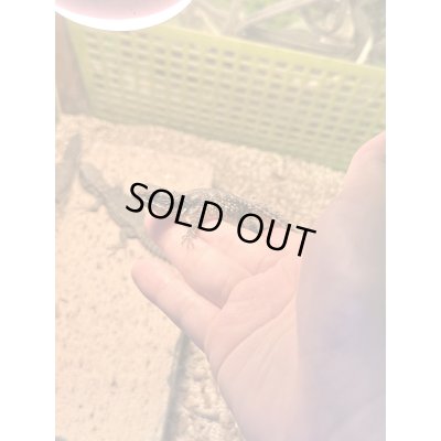 画像1: ヒナタヨロイトカゲ