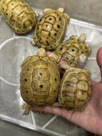 イエローアラブギリシャリクガメ