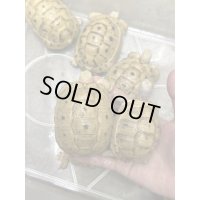 イエローアラブギリシャリクガメ