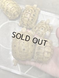 イエローアラブギリシャリクガメ