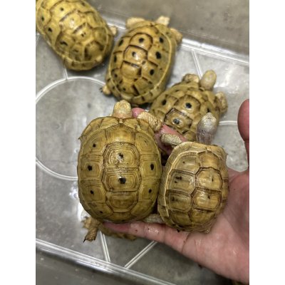 画像1: イエローアラブギリシャリクガメ