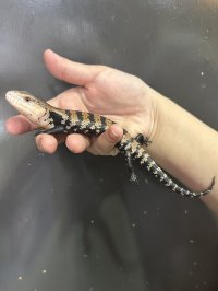ハルマヘラアオジタトカゲ