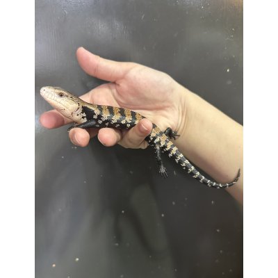 画像1: ハルマヘラアオジタトカゲ
