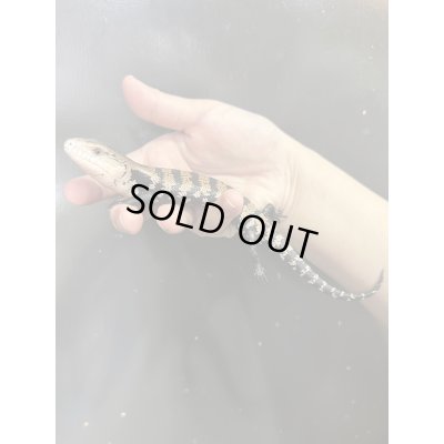 画像1: ハルマヘラアオジタトカゲ