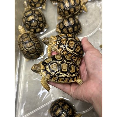 画像2: ヒョウモンリクガメ